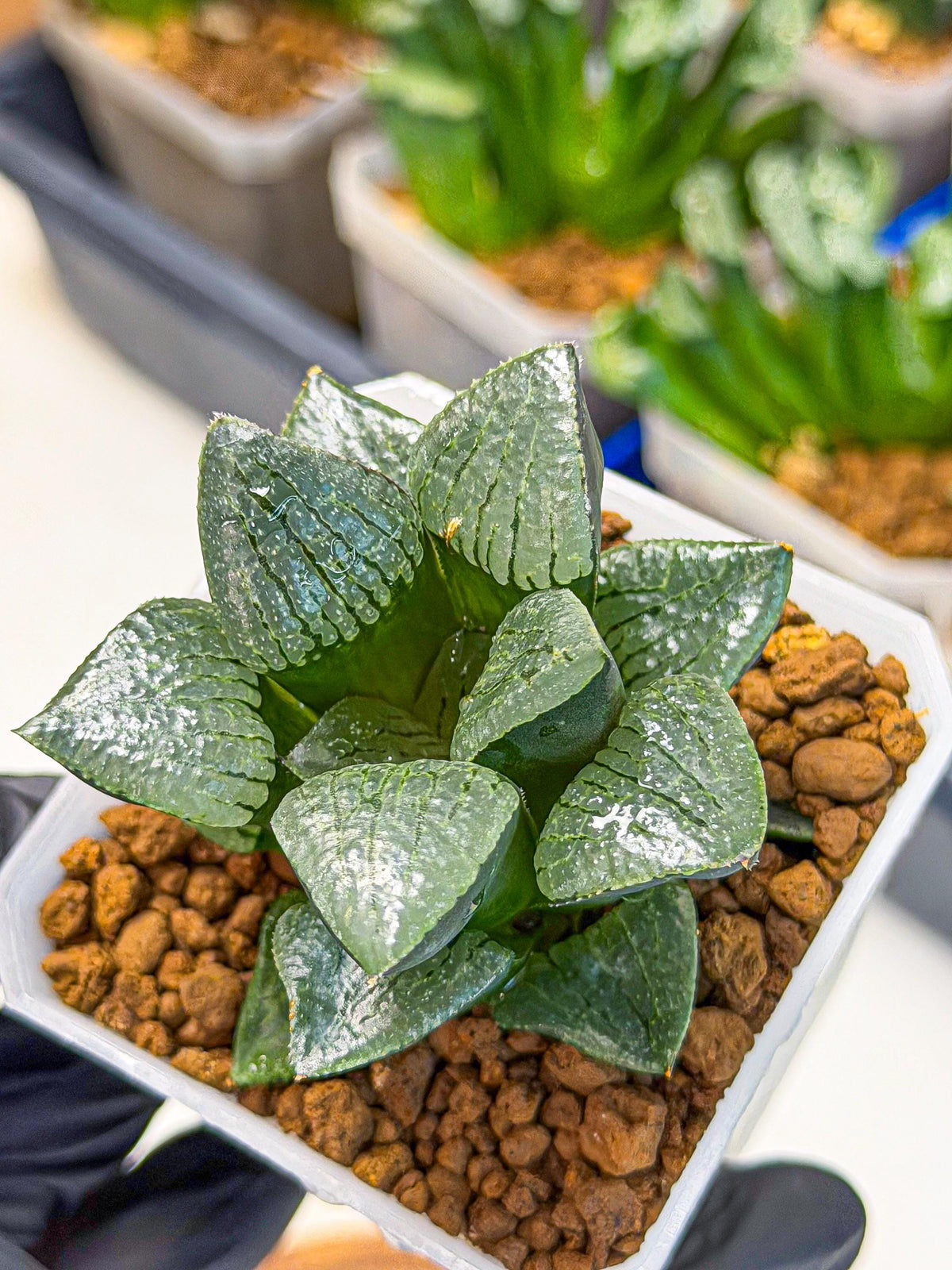 Haworthia Xianggua Dao (wa3) (y6) | Hong Kong Import