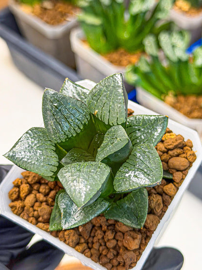 Haworthia Xianggua Dao (wa3) (y6) | Hong Kong Import