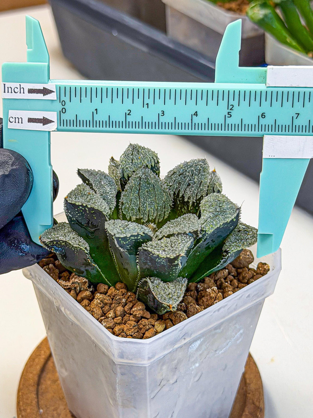 Haworthia Juweicheng (wa3) (b5) | Hong Kong Rare Species