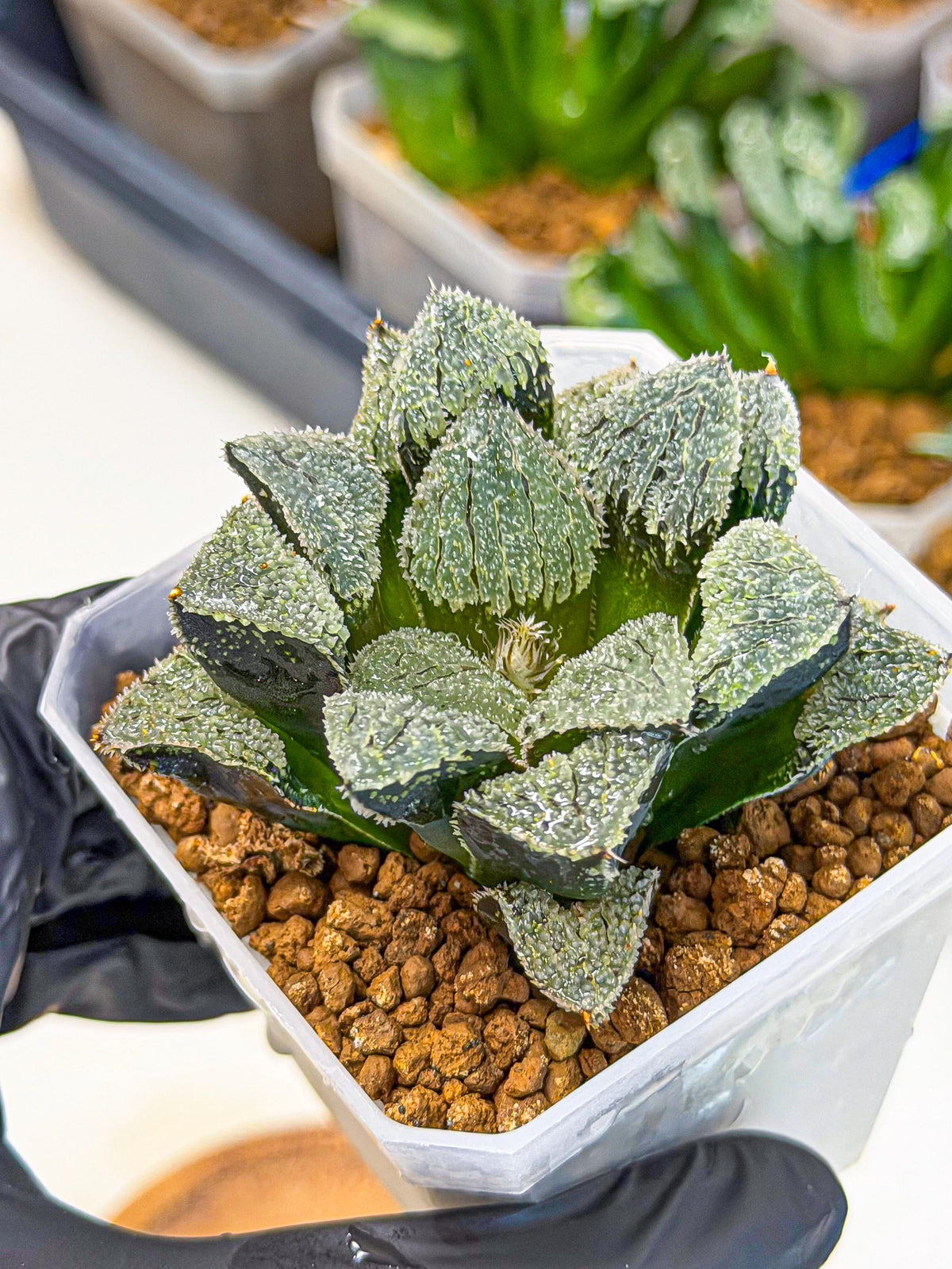Haworthia Juweicheng (wa3) (b5) | Hong Kong Rare Species