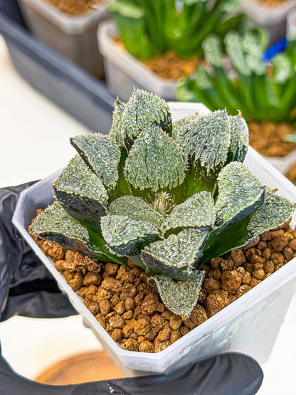 Haworthia Juweicheng (wa3) (b5) | Hong Kong Rare Species