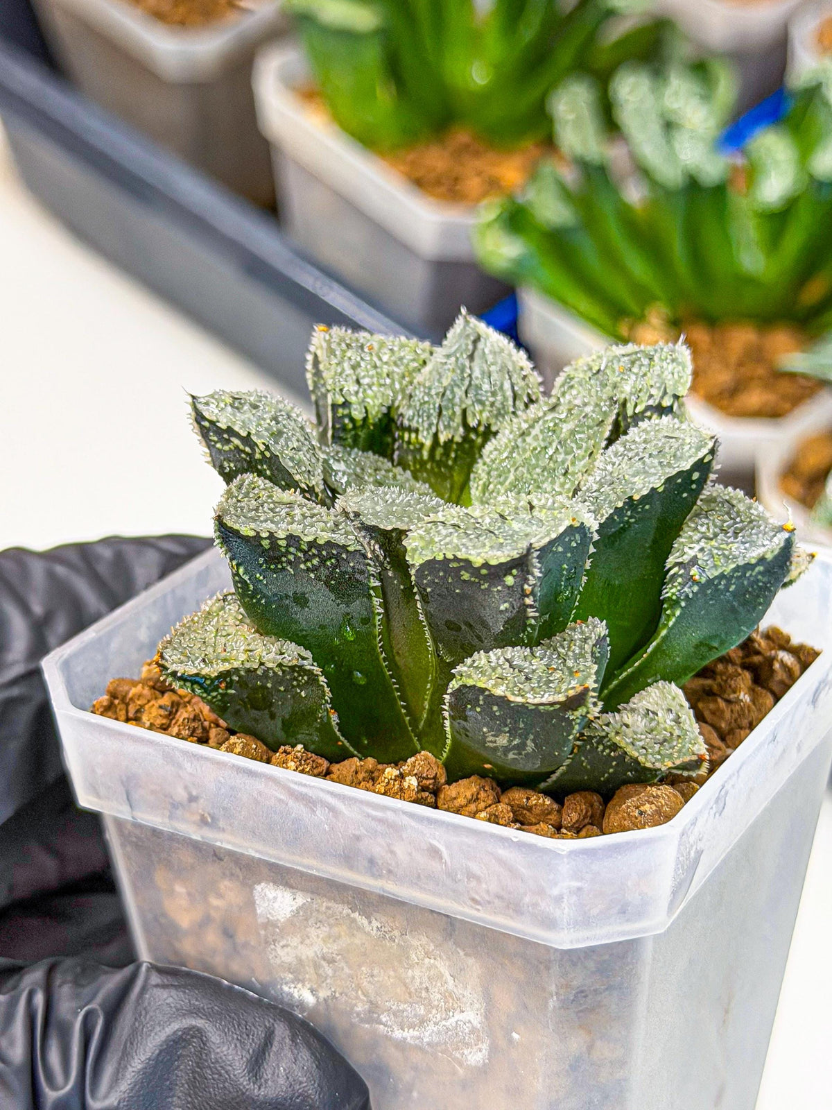 Haworthia Juweicheng (wa3) (b5) | Hong Kong Rare Species