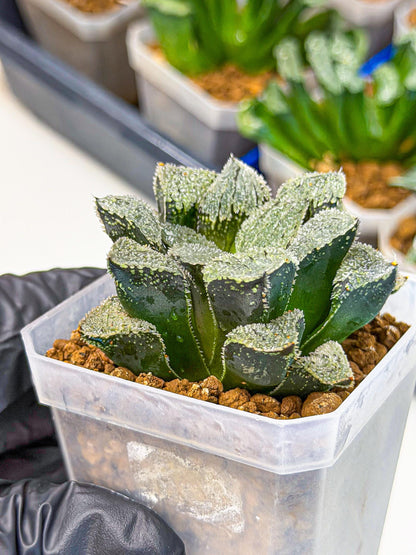 Haworthia Juweicheng (wa3) (b5) | Hong Kong Rare Species