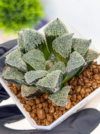 Haworthia Juweicheng (wa3) (b5) | Hong Kong Rare Species