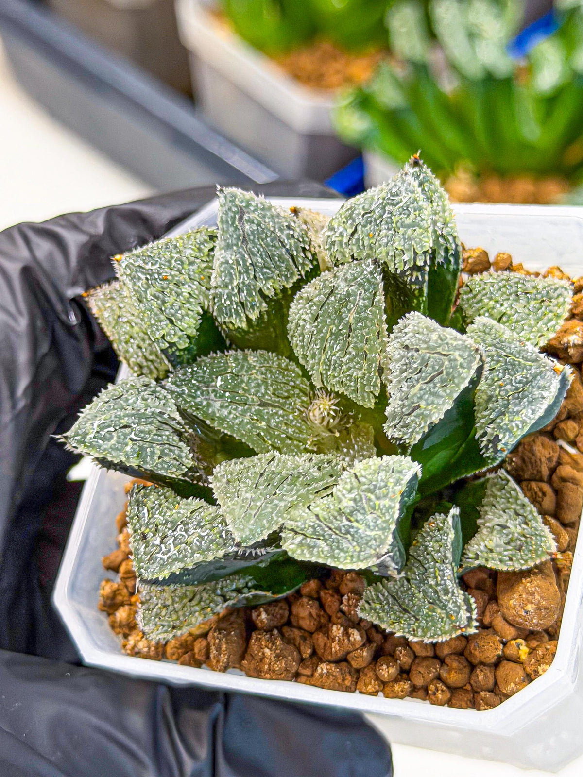 Haworthia Juweicheng (wa3) (b5) | Hong Kong Rare Species