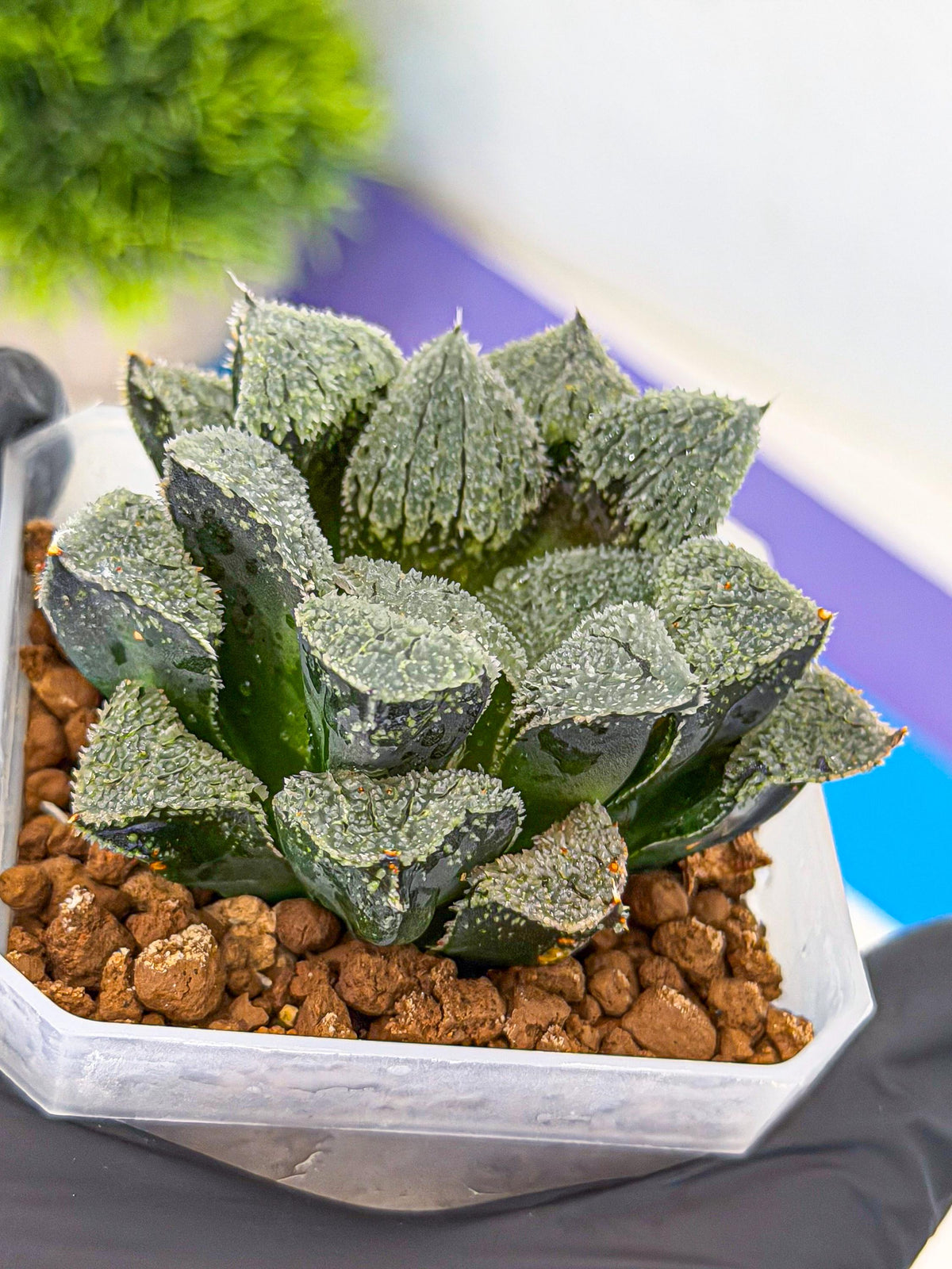 Haworthia Juweicheng (wa3) (b5) | Hong Kong Rare Species