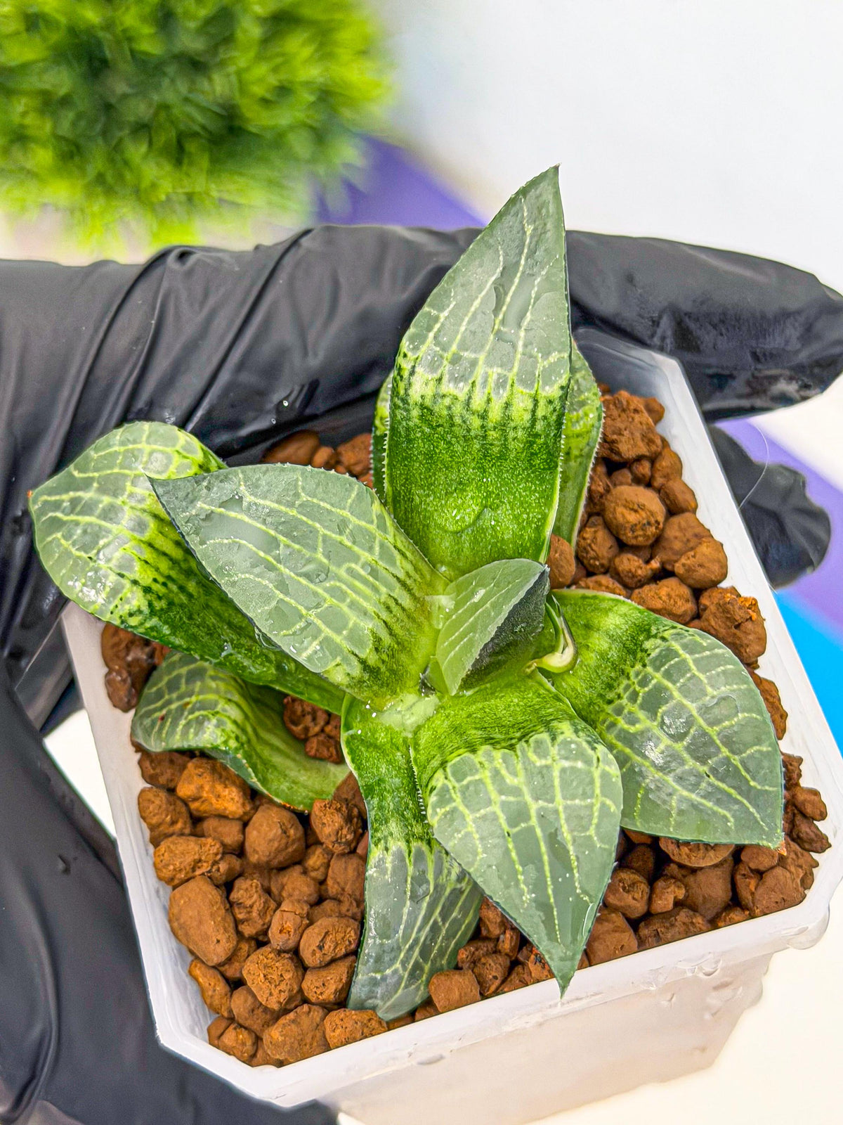 Haworthia Boli Kang (wa3) (y7) | Hong Kong Rare Species
