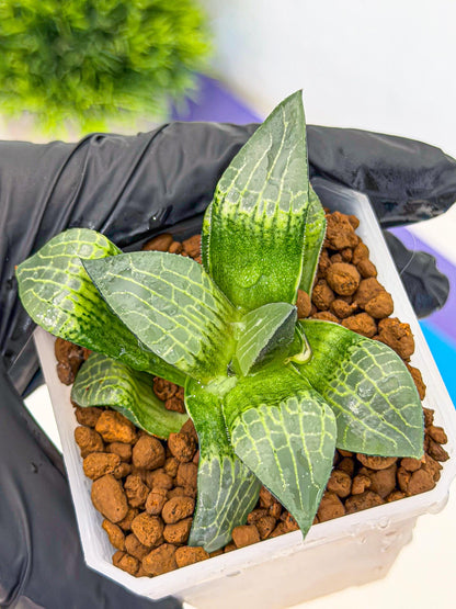 Haworthia Boli Kang (wa3) (y7) | Hong Kong Rare Species