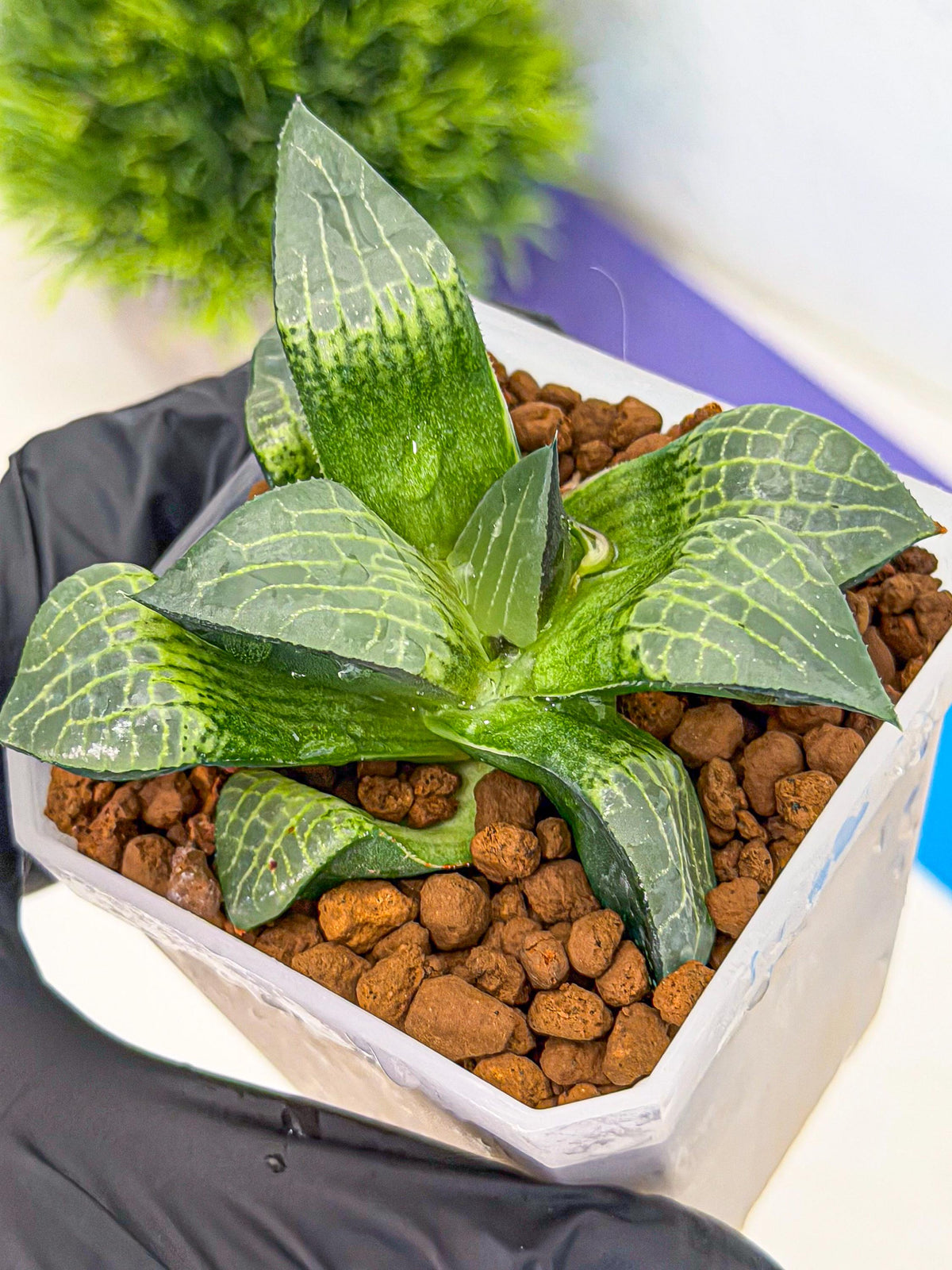 Haworthia Boli Kang (wa3) (y7) | Hong Kong Rare Species