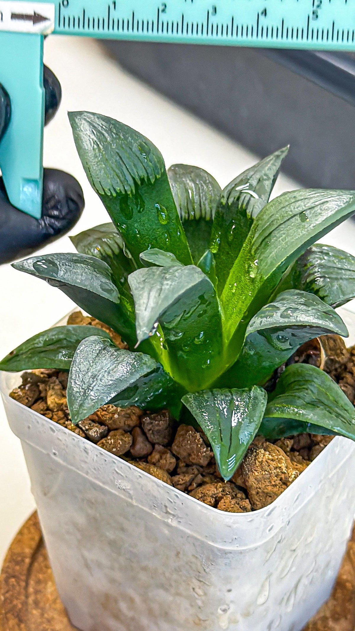 Haworthia JiuTun (wa3) (g1) | Hong Kong Rare Species