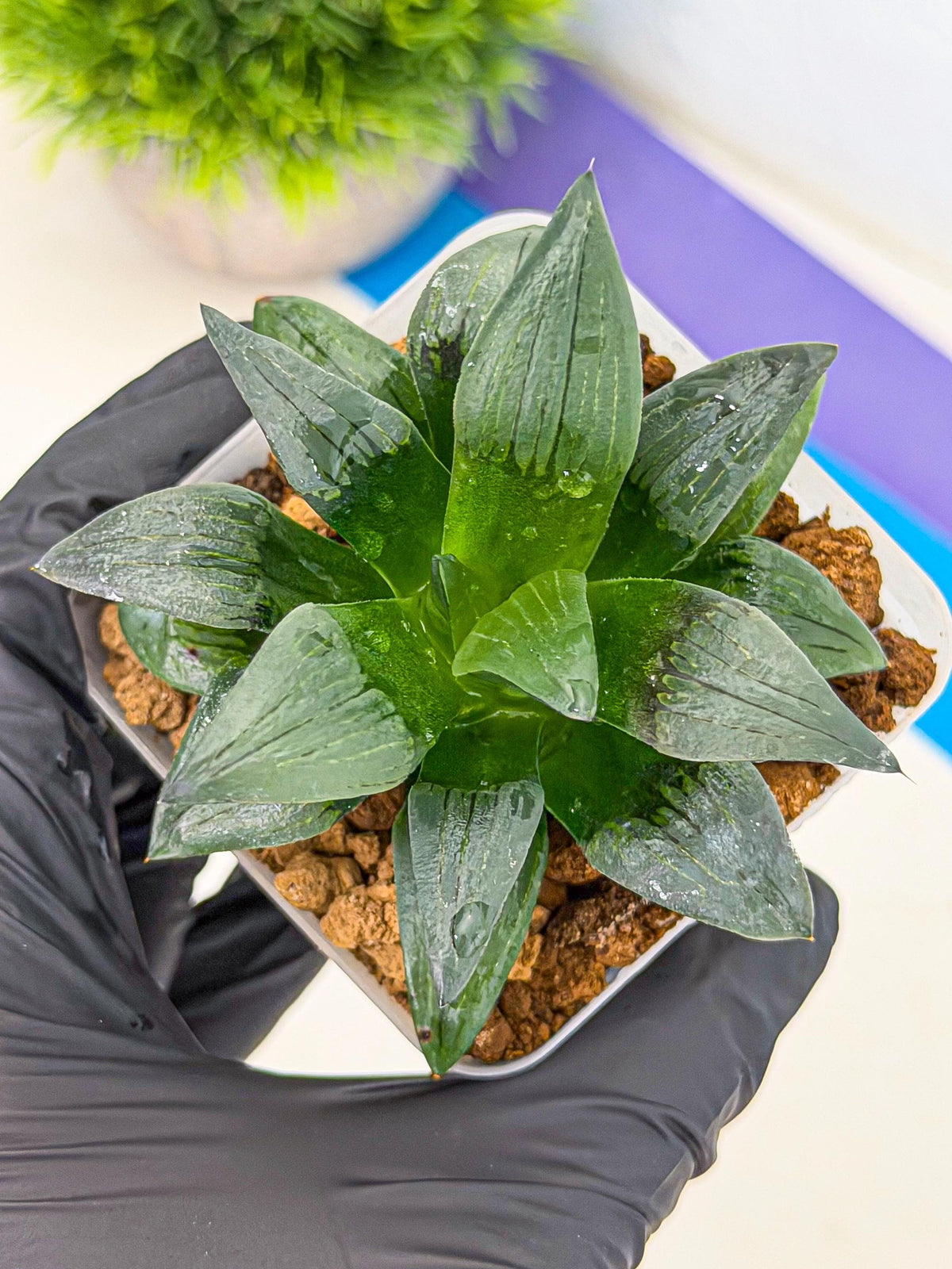 Haworthia JiuTun (wa3) (g1) | Hong Kong Rare Species