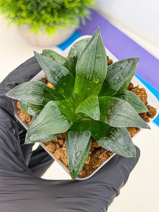 Haworthia JiuTun (wa3) (g1) | Hong Kong Rare Species