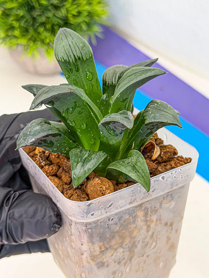 Haworthia JiuTun (wa3) (g1) | Hong Kong Rare Species