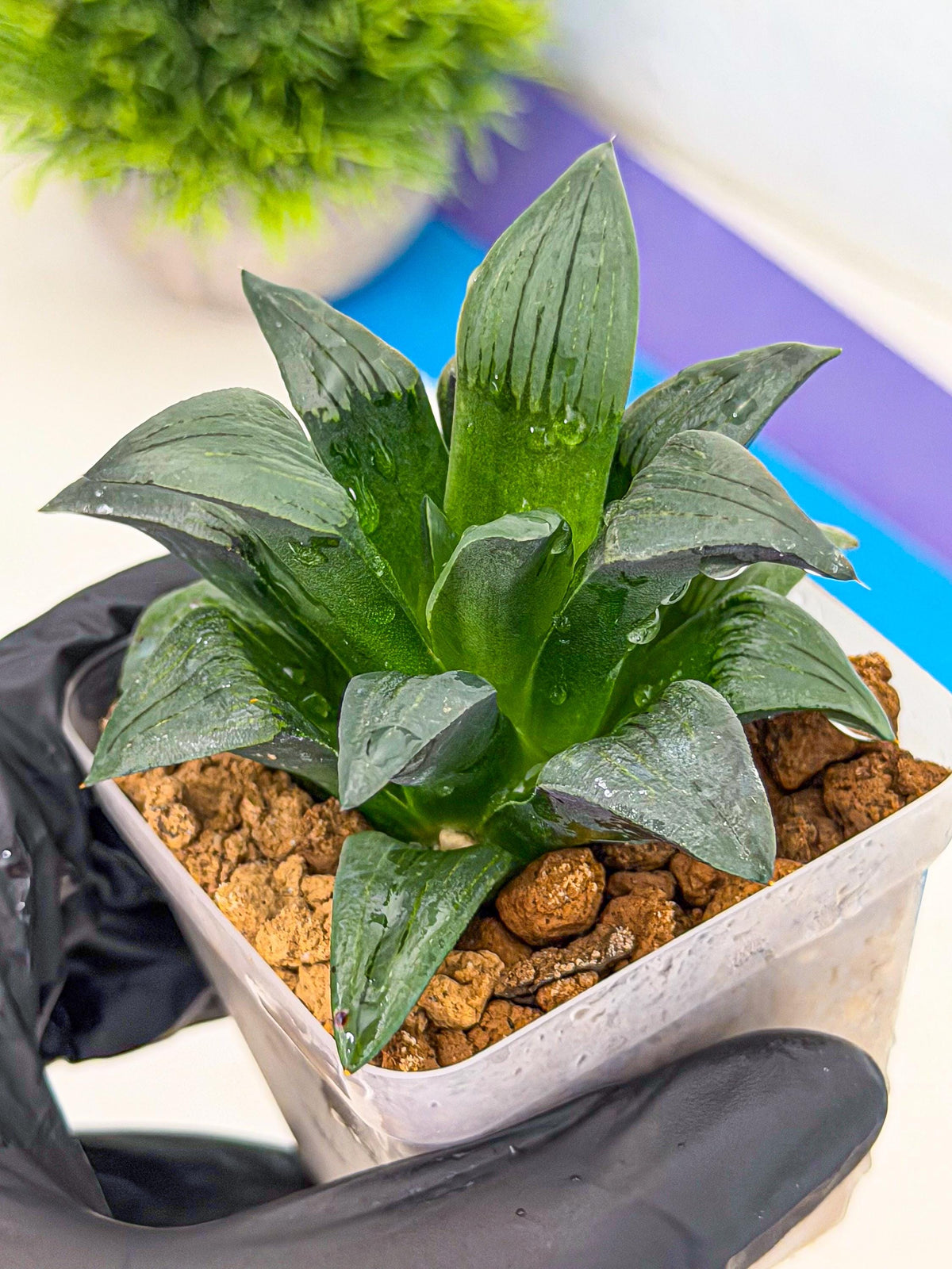 Haworthia JiuTun (wa3) (g1) | Hong Kong Rare Species
