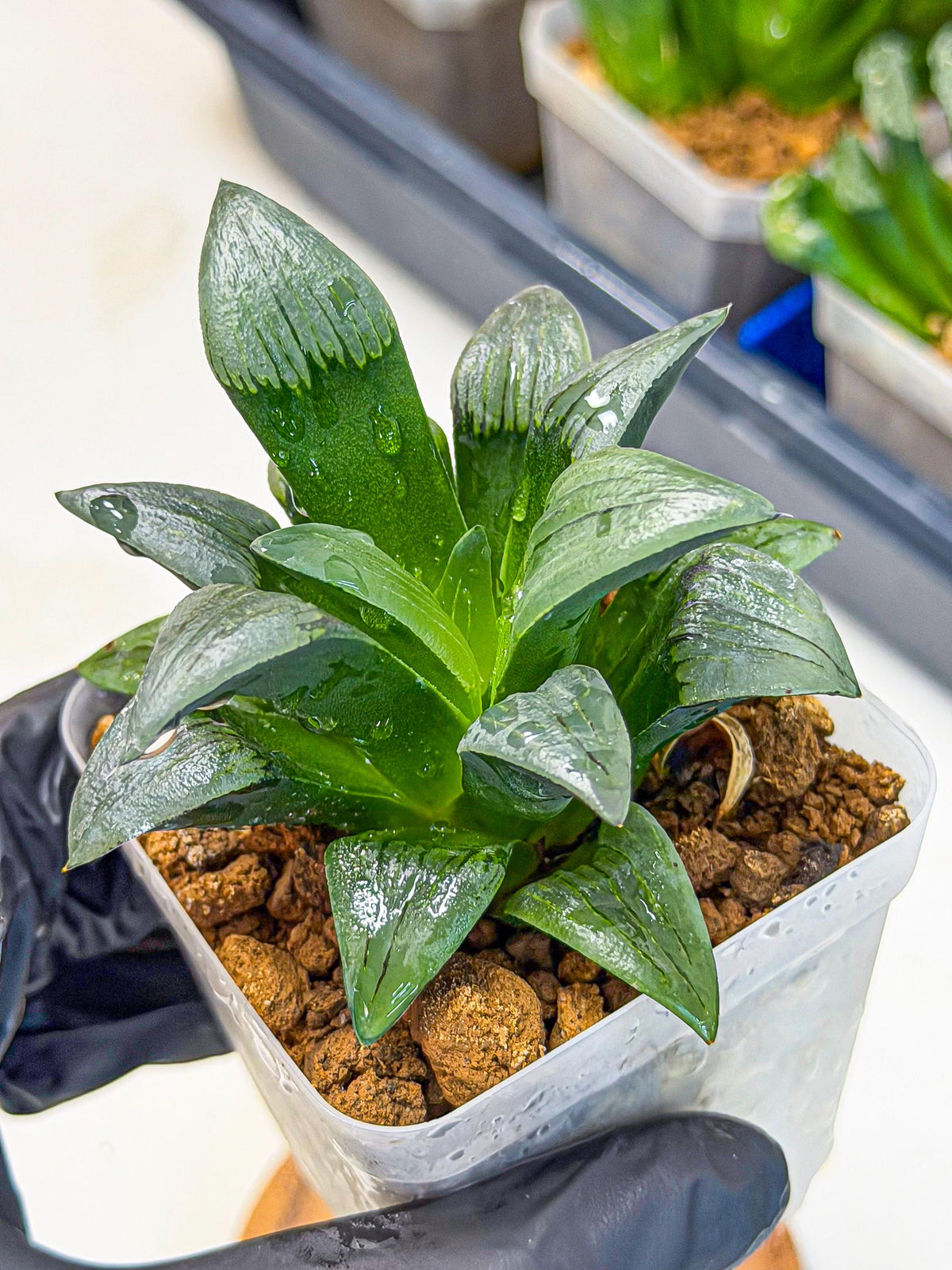 Haworthia JiuTun (wa3) (g1) | Hong Kong Rare Species