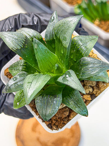 Haworthia JiuTun (wa3) (g1) | Hong Kong Rare Species
