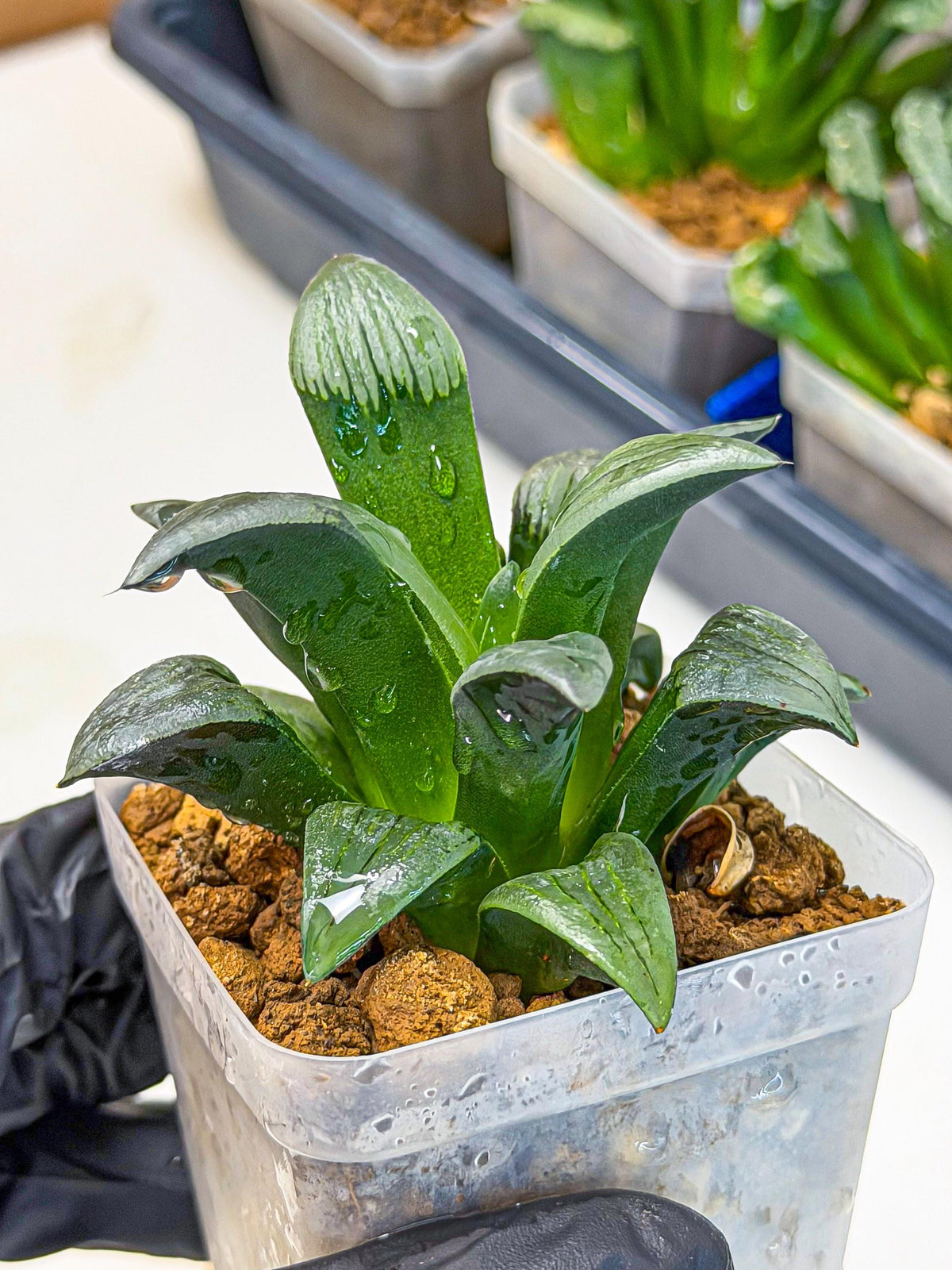 Haworthia JiuTun (wa3) (g1) | Hong Kong Rare Species