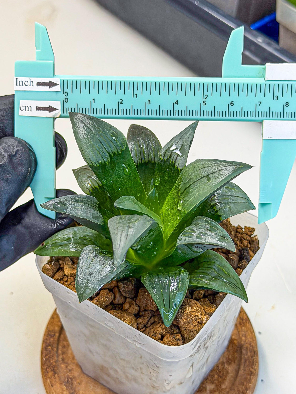 Haworthia JiuTun (wa3) (g1) | Hong Kong Rare Species