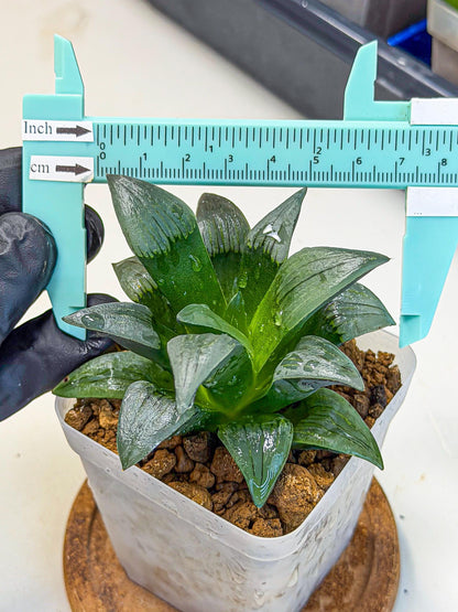 Haworthia JiuTun (wa3) (g1) | Hong Kong Rare Species
