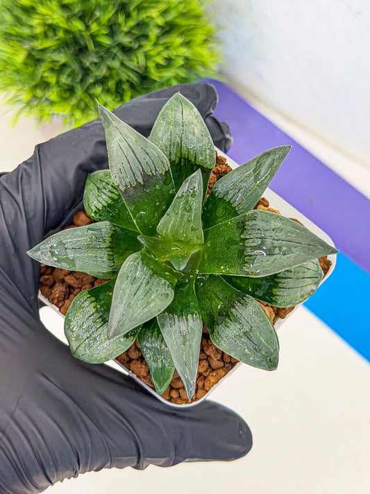 Haworthia JiuTun (wa3) (g2) | Hong Kong Rare Species
