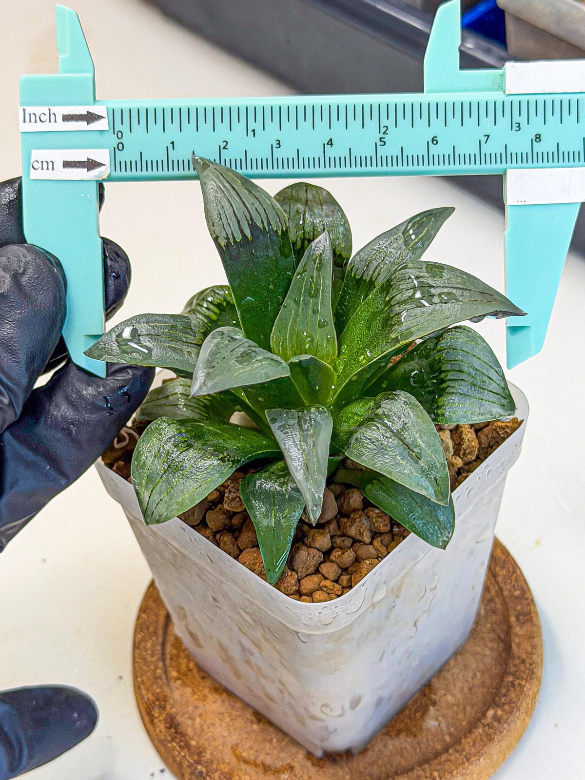 Haworthia JiuTun (wa3) (g2) | Hong Kong Rare Species