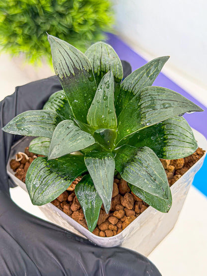 Haworthia JiuTun (wa3) (g2) | Hong Kong Rare Species