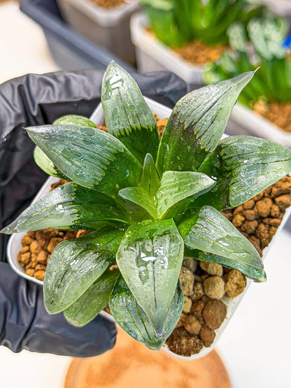 Haworthia JiuTun (wa3) (g2) | Hong Kong Rare Species