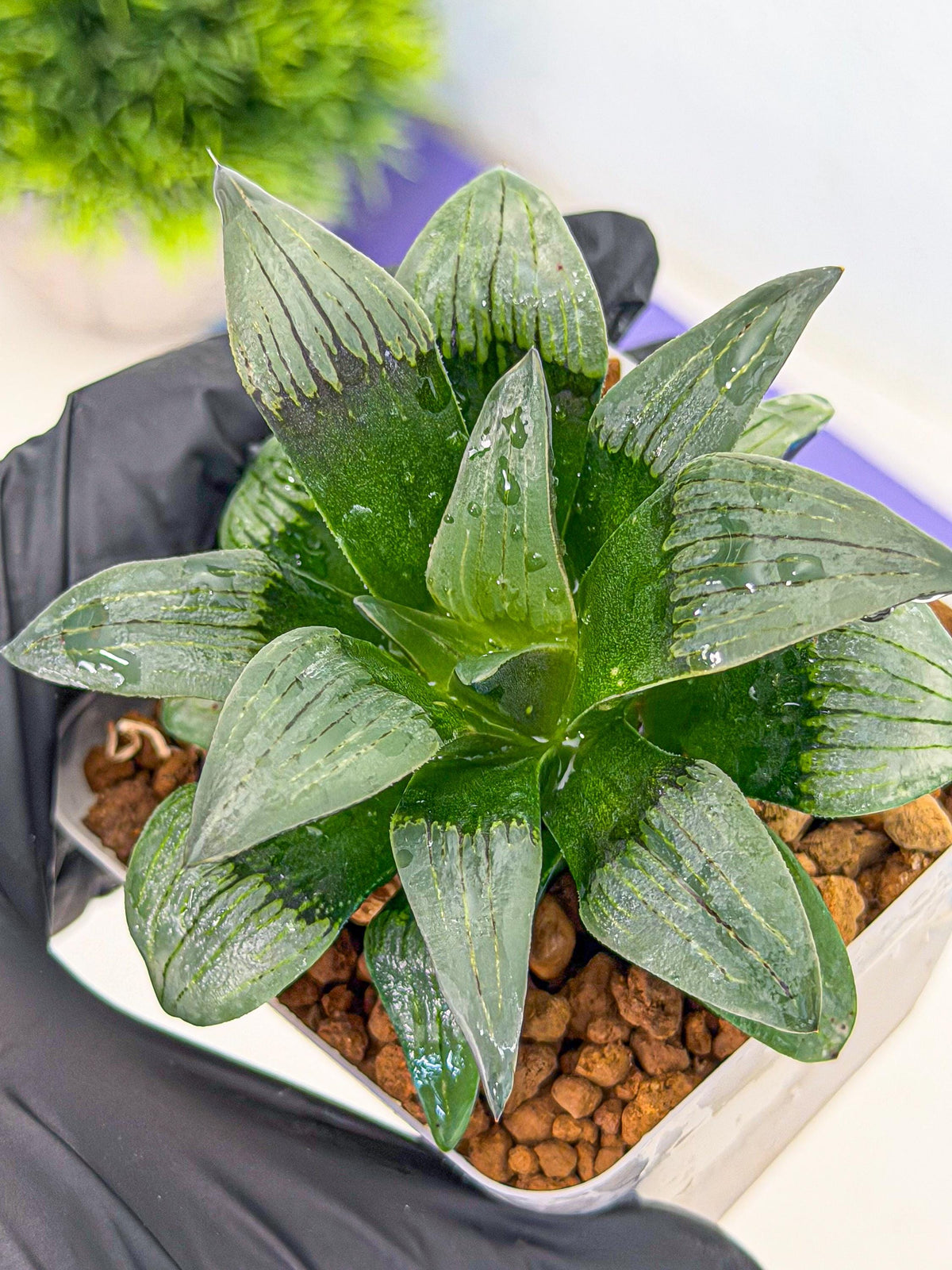Haworthia JiuTun (wa3) (g2) | Hong Kong Rare Species
