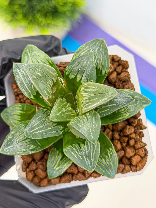 Haworthia Bai Guafu (wa3) (g7) | Hong Kong Rare Species