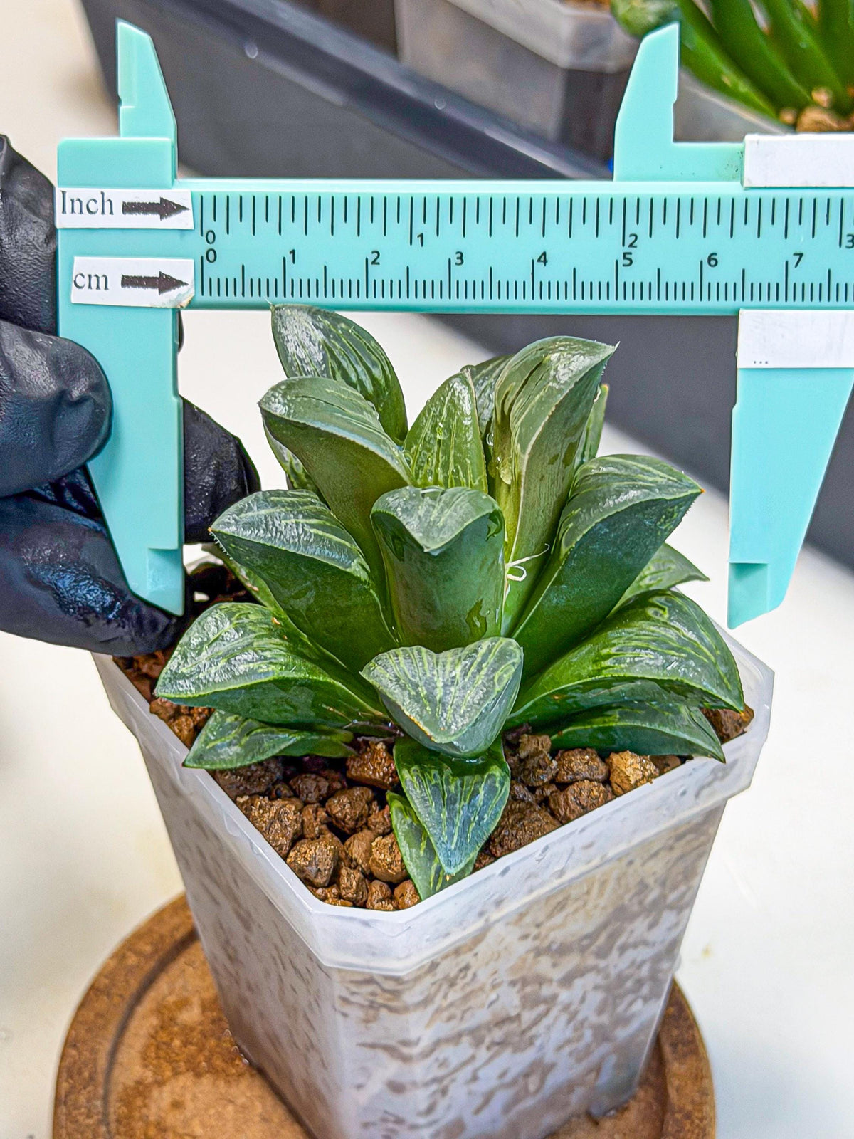 Haworthia Bai Guafu (wa3) (g7) | Hong Kong Rare Species