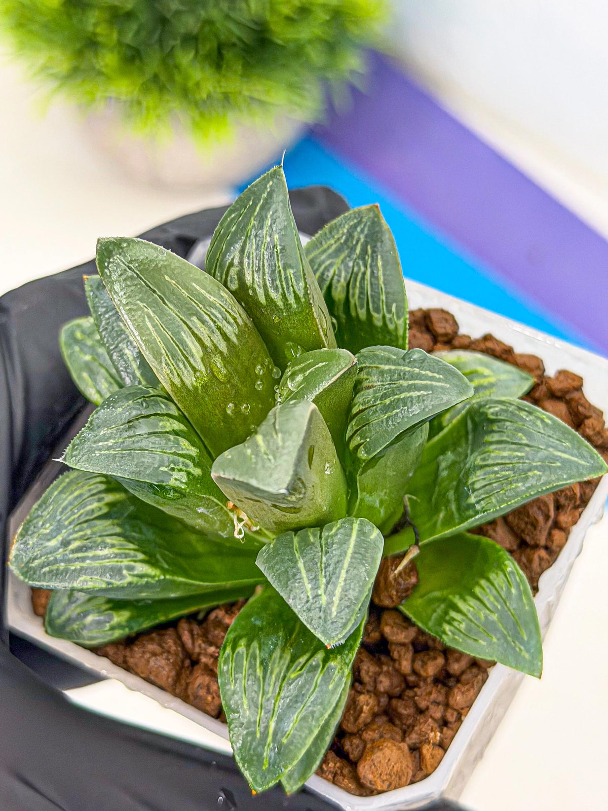 Haworthia Bai Guafu (wa3) (g7) | Hong Kong Rare Species