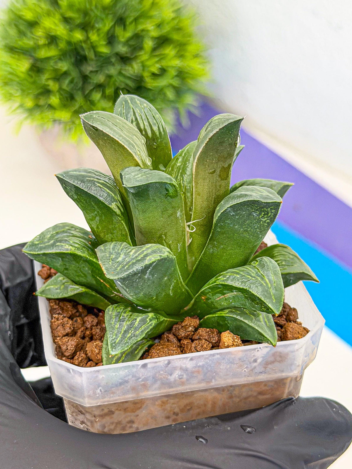 Haworthia Bai Guafu (wa3) (g7) | Hong Kong Rare Species