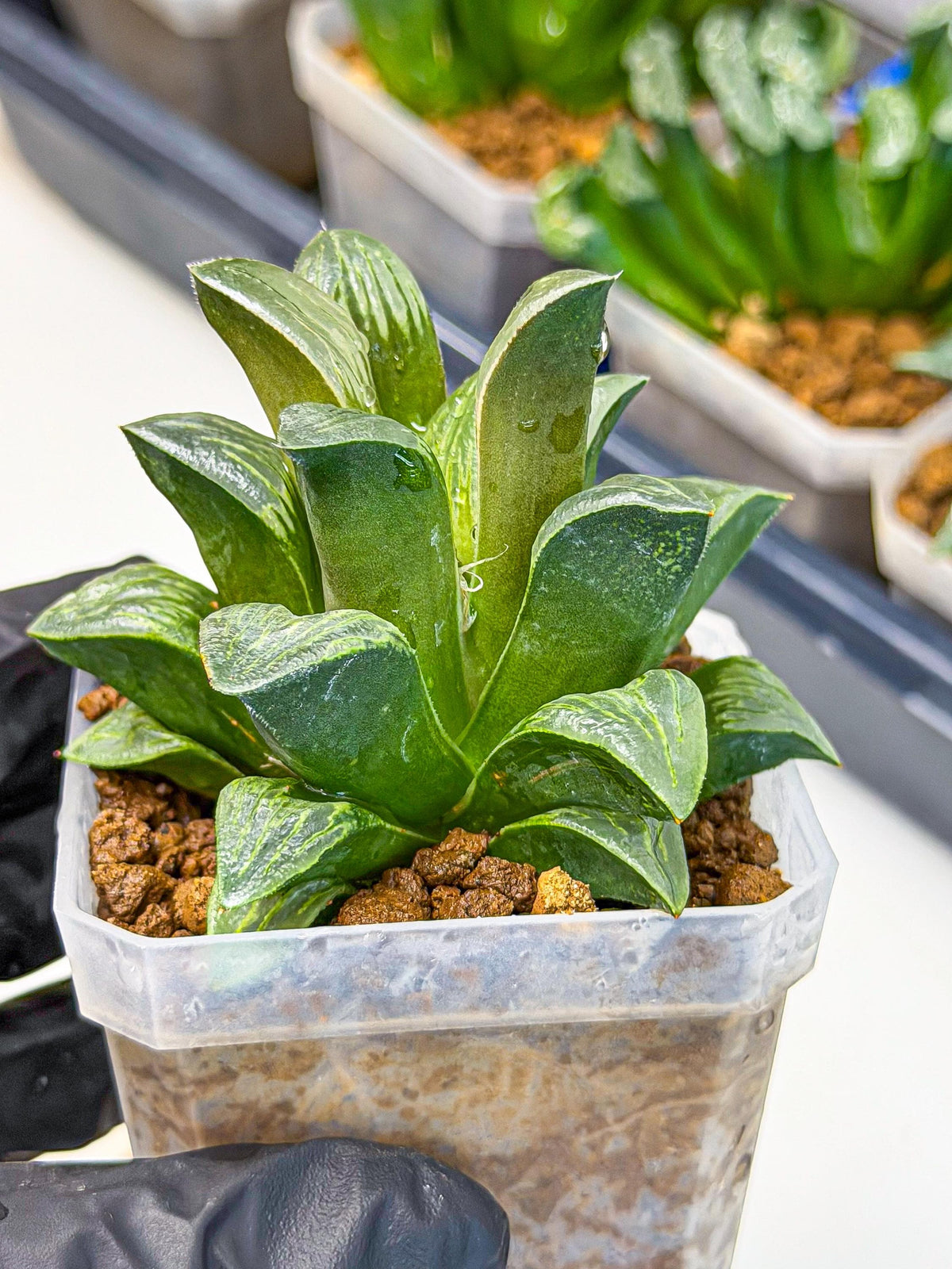 Haworthia Bai Guafu (wa3) (g7) | Hong Kong Rare Species