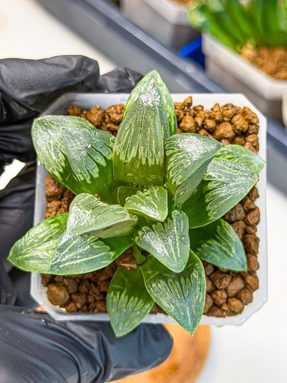Haworthia Bai Guafu (wa3) (g7) | Hong Kong Rare Species