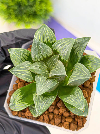 Haworthia Bai Guafu (wa3) (g6) | Hong Kong Rare Species
