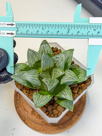 Haworthia Bai Guafu (wa3) (g6) | Hong Kong Rare Species