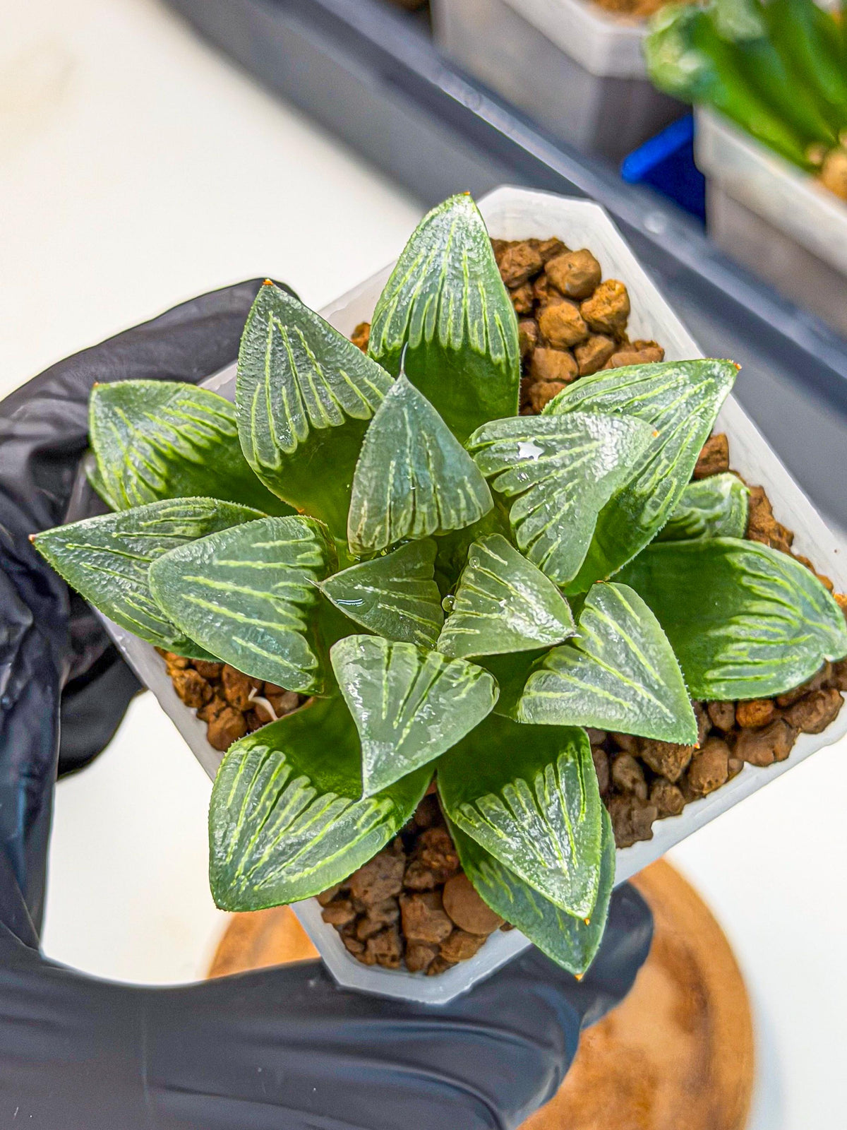 Haworthia Bai Guafu (wa3) (g6) | Hong Kong Rare Species