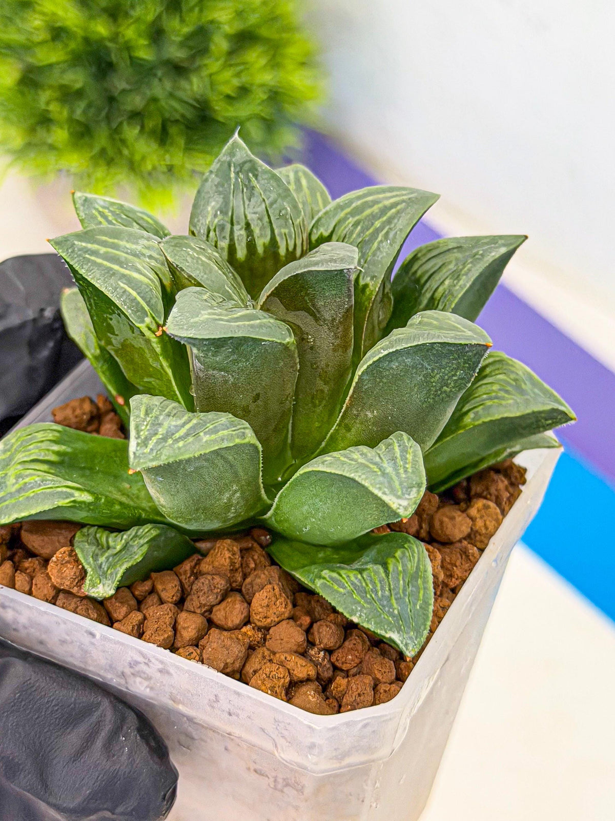Haworthia Bai Guafu (wa3) (g6) | Hong Kong Rare Species