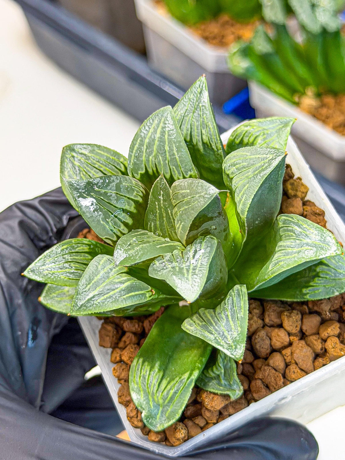 Haworthia Bai Guafu (wa3) (g6) | Hong Kong Rare Species