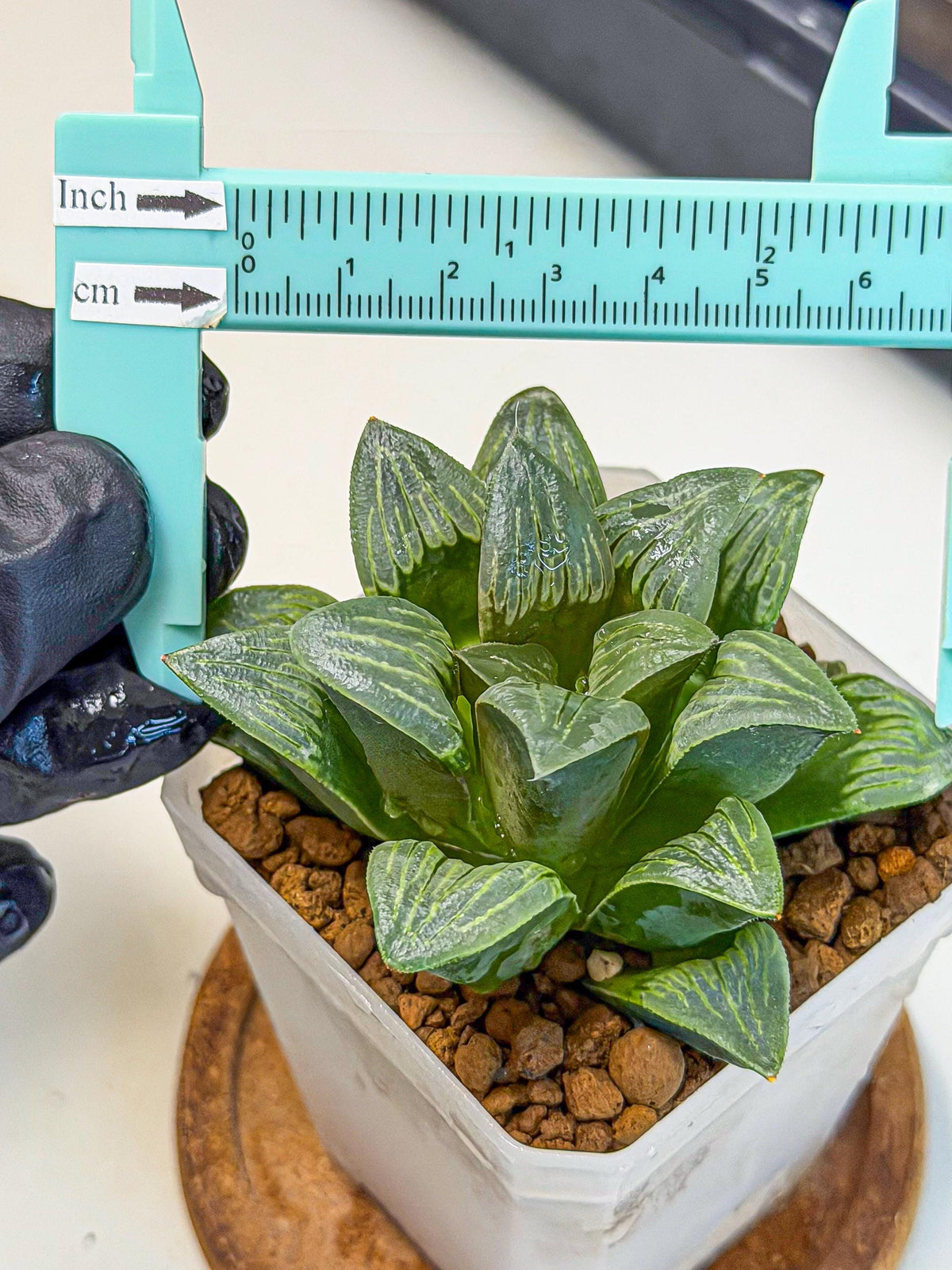 Haworthia Bai Guafu (wa3) (g6) | Hong Kong Rare Species