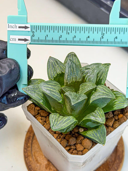 Haworthia Bai Guafu (wa3) (g6) | Hong Kong Rare Species