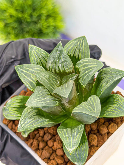 Haworthia Bai Guafu (wa3) (g6) | Hong Kong Rare Species