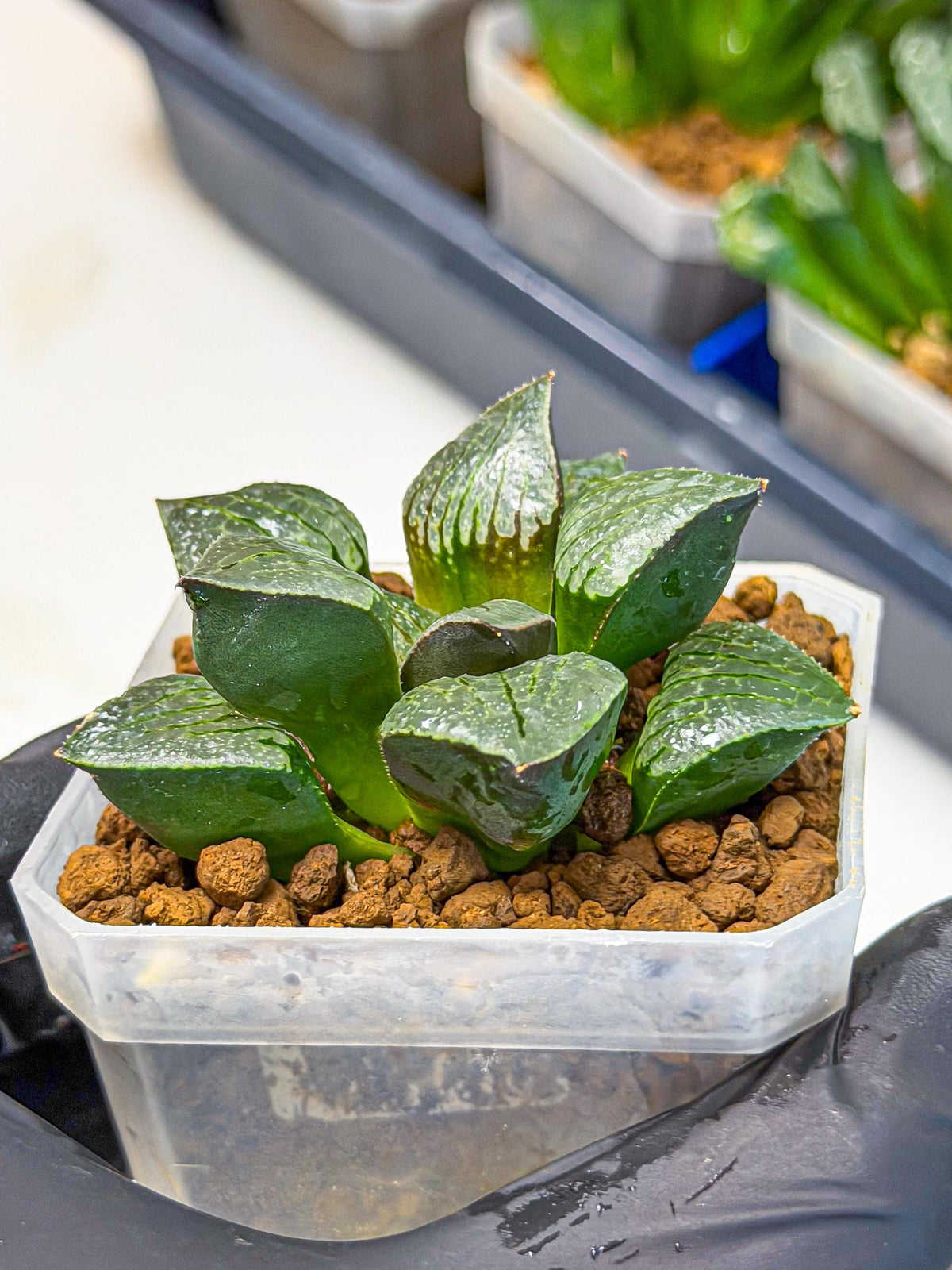 Haworthia Xianggua Dao (wa3) (11) | Rare Hybrids