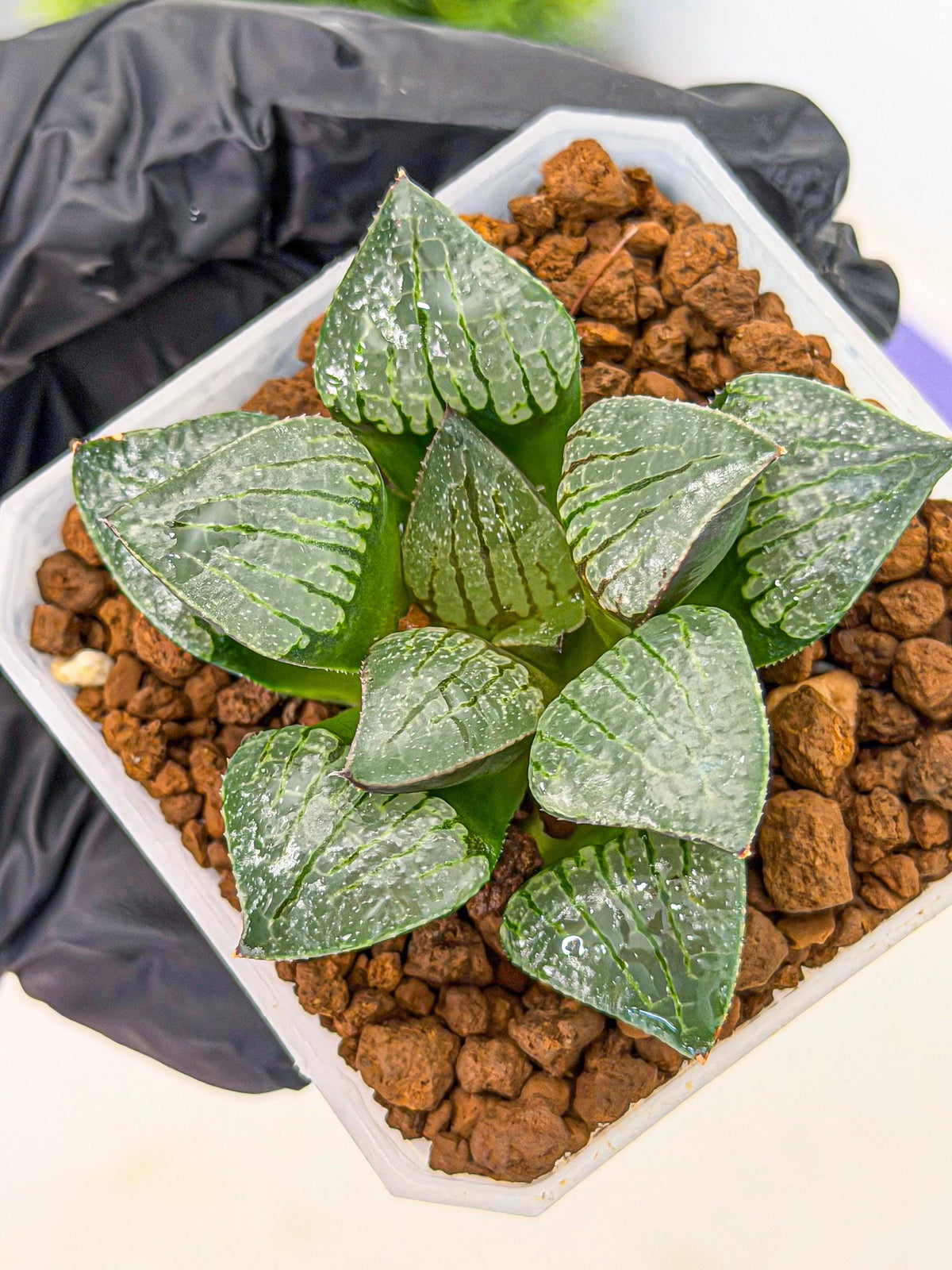 Haworthia Xianggua Dao (wa3) (11) | Rare Hybrids