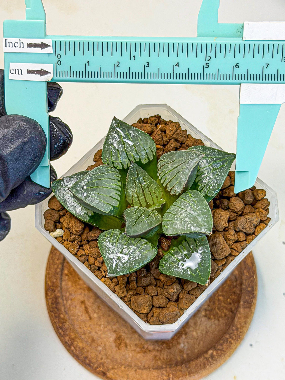 Haworthia Xianggua Dao (wa3) (11) | Rare Hybrids