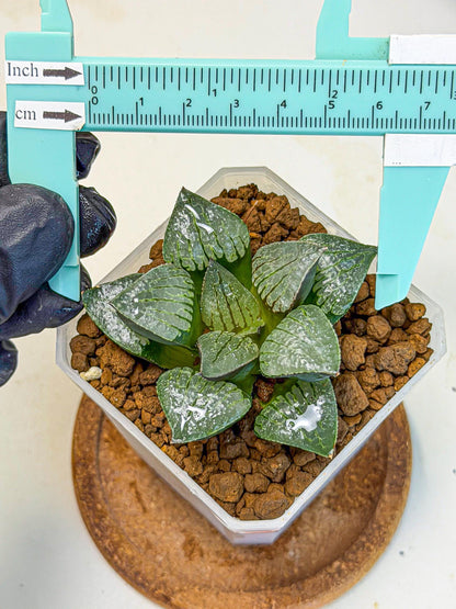 Haworthia Xianggua Dao (wa3) (11) | Rare Hybrids