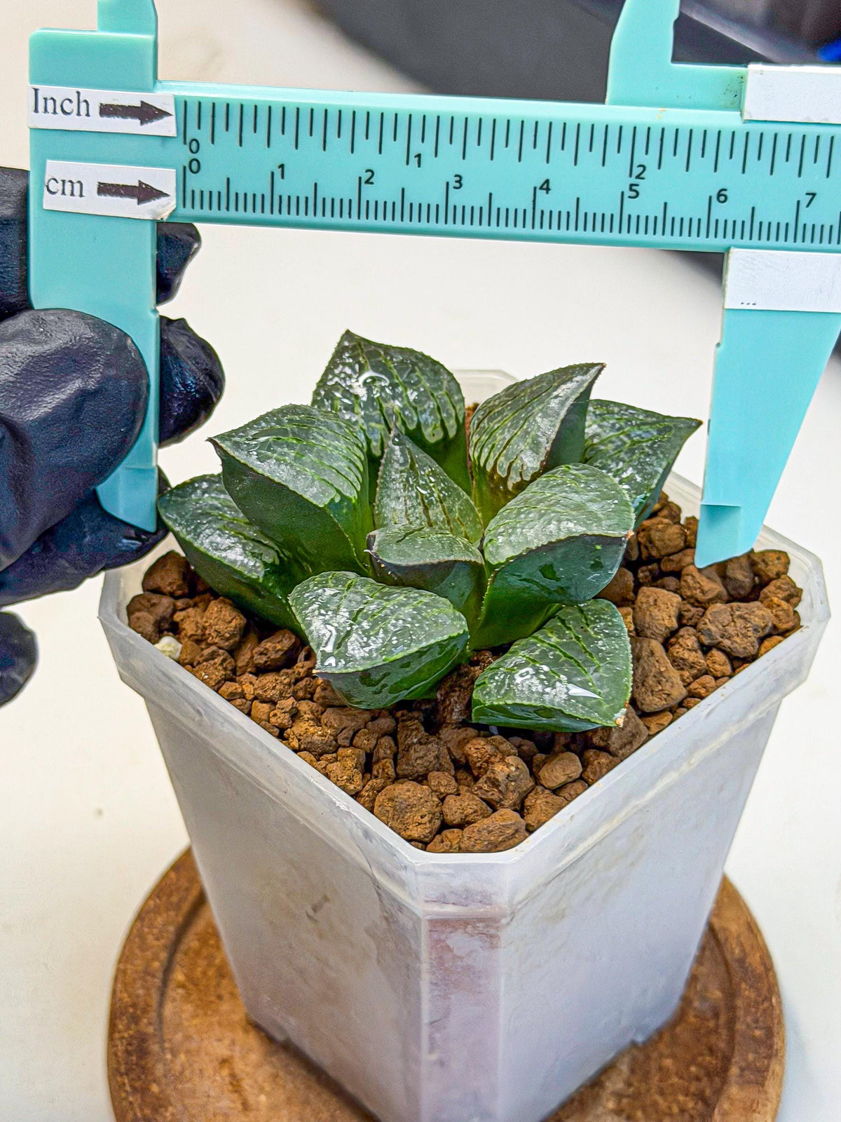 Haworthia Xianggua Dao (wa3) (11) | Rare Hybrids
