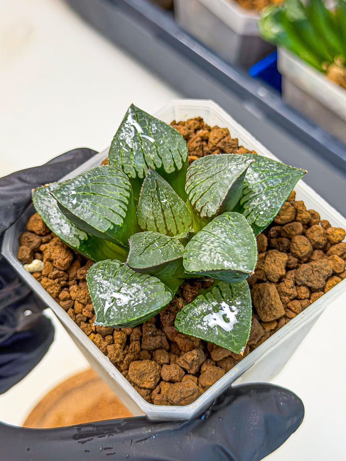 Haworthia Xianggua Dao (wa3) (11) | Rare Hybrids
