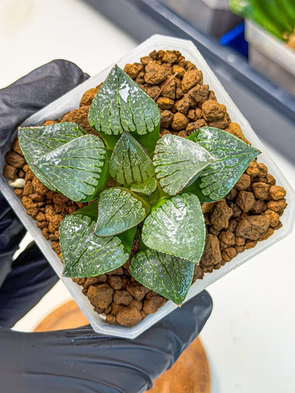 Haworthia Xianggua Dao (wa3) (11) | Rare Hybrids