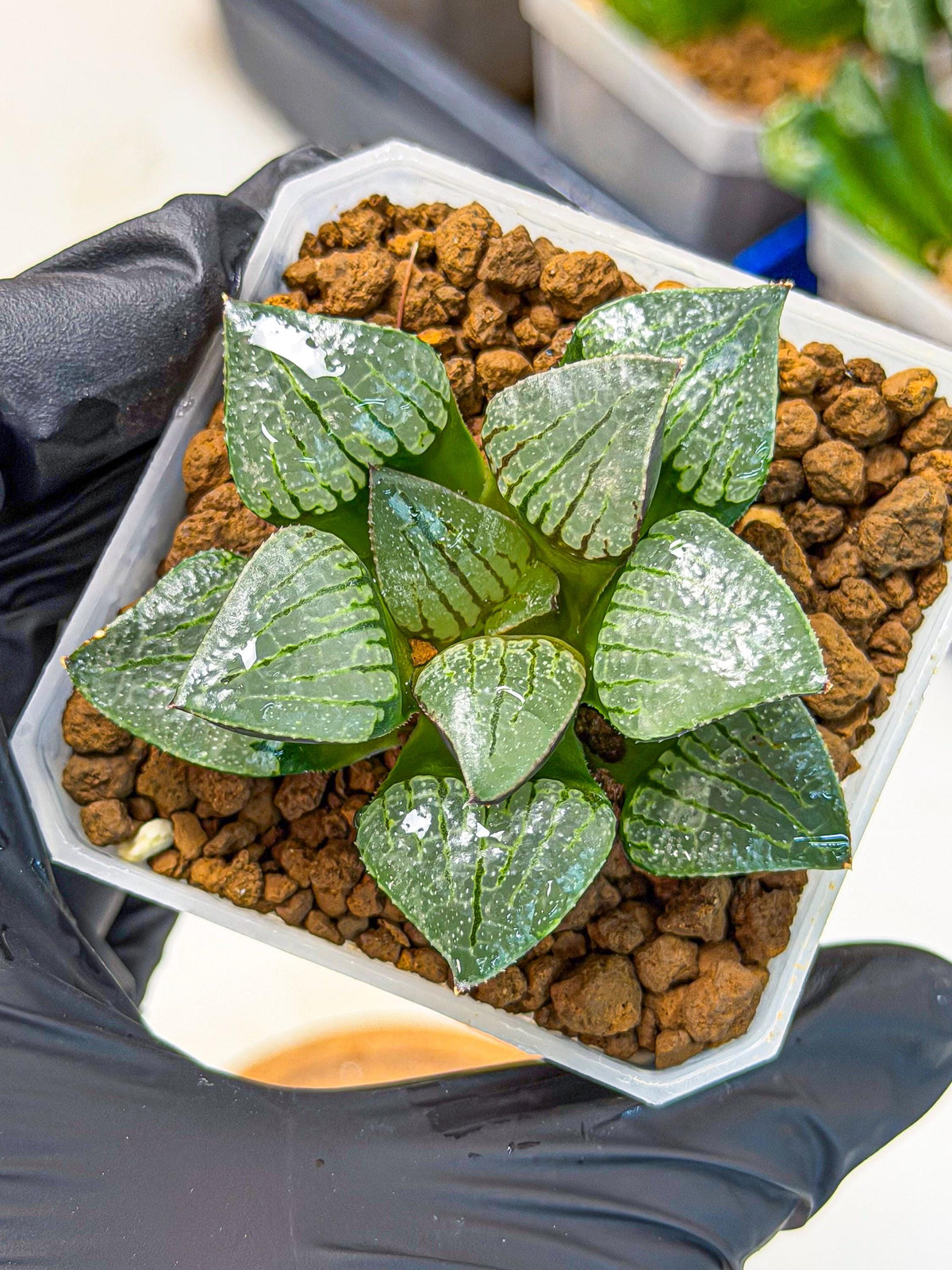Haworthia Xianggua Dao (wa3) (11) | Rare Hybrids